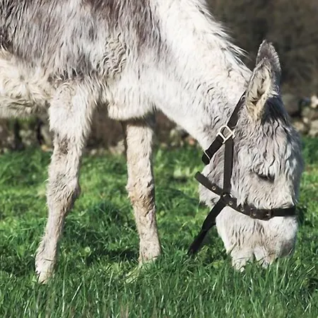 Casa Do Romualdo Lantställe