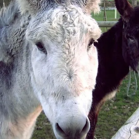 컨트리하우스 Casa Do Romualdo Vilela (Taboada)