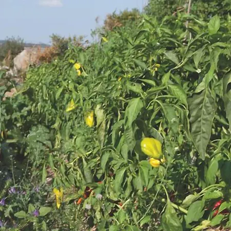 컨트리하우스 Casa Do Romualdo *