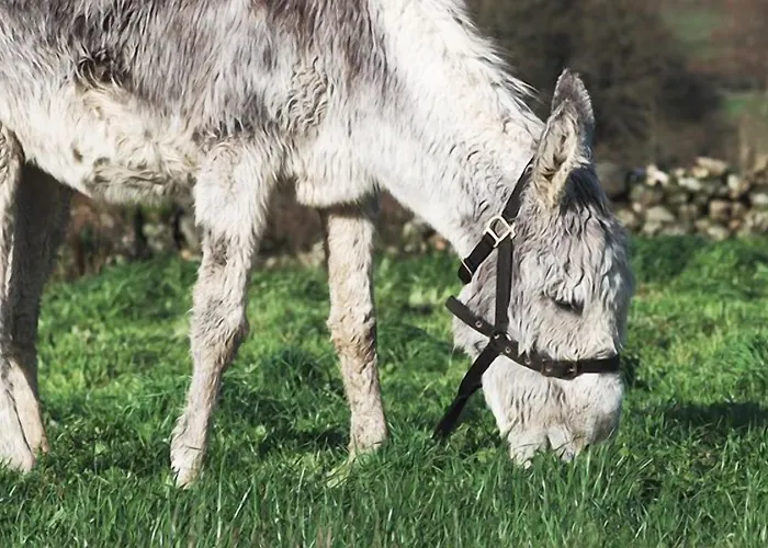 Casa Do Romualdo Летний дом