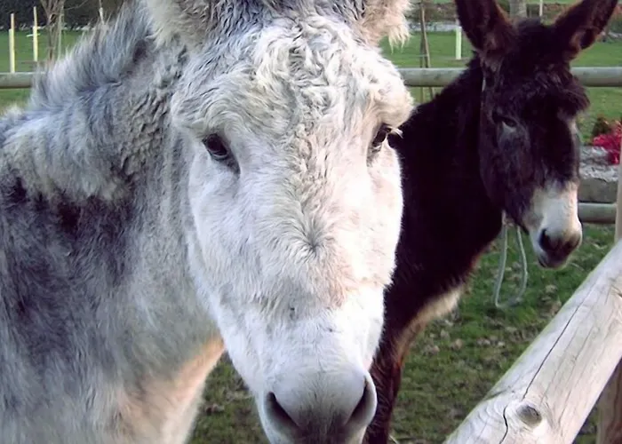 Летний дом Casa Do Romualdo Vilela (Taboada)
