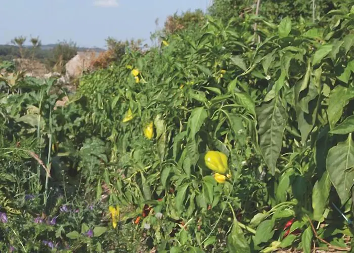 Hétvégi ház Casa Do Romualdo *